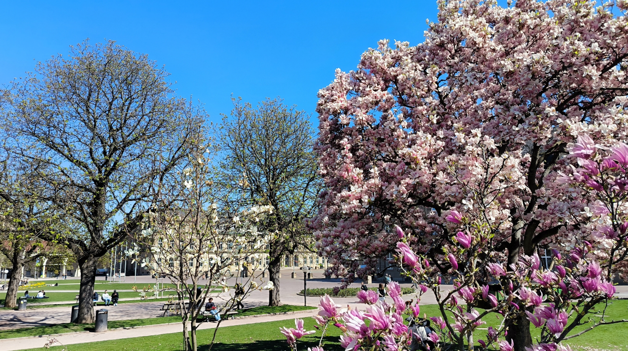 Blühende Magnolie vor dem Stuttgarter Schloss an einem sonnigen Frühlingsnachmittag 