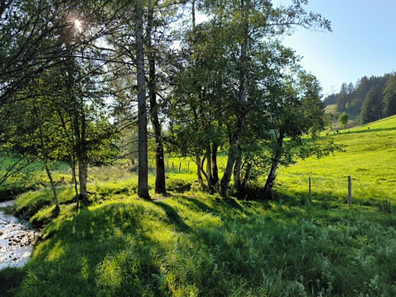 Weide mit Bach und Bäumen bei Sonnenschein